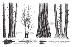 Nature Sheet 15